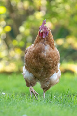 close-up portrait of a beautiful reddish hen scratching around in a beautiful spring meadow.