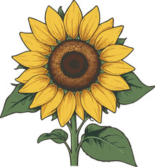 Fototapeta premium Beautiful sunflower flower on transparent background.