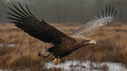 Obraz premium An impressive image capturing an eagle in mid-flight soaring above marshlands, illustrating its dynamic grace and the vast beauty of the natural landscape.