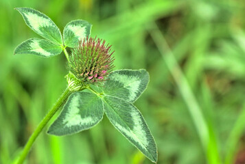 growing red clover