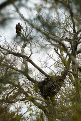 Milan noir, nid,.Milvus migrans, Black Kite