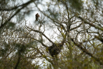 Milan noir, nid,.Milvus migrans, Black Kite