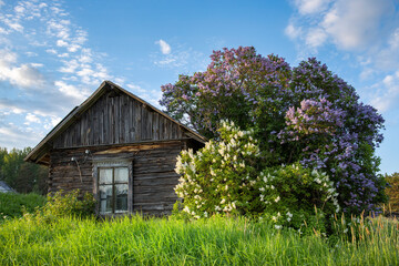 A small house with a porch and a tree with purple flowers in front of it
