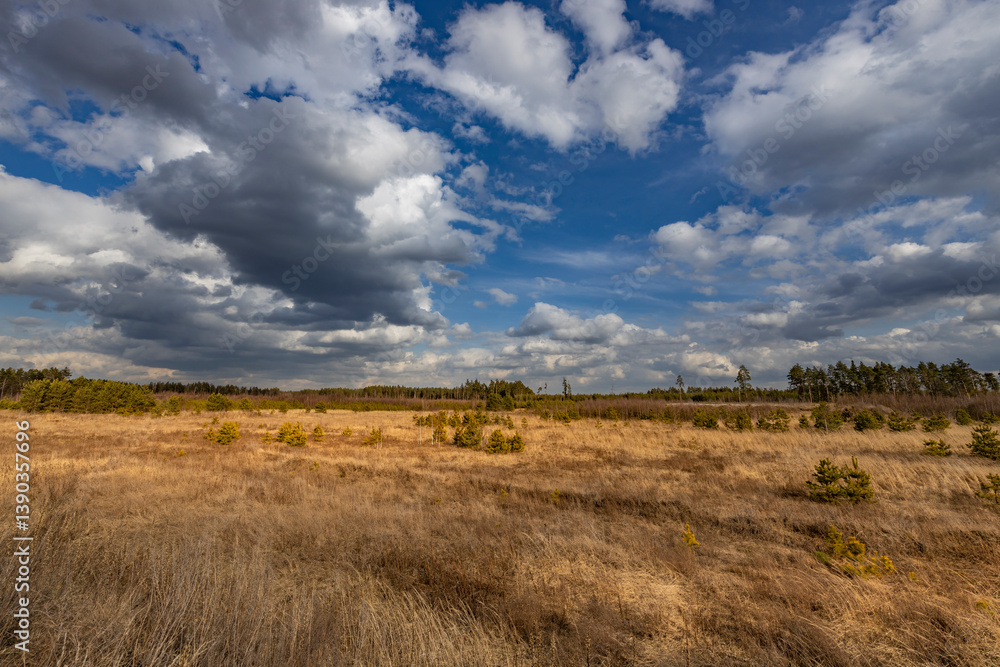 Wall mural a field of dry grass with a few trees in the background