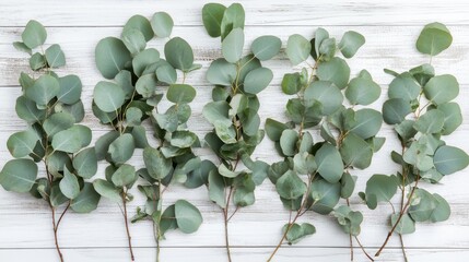 Beauty White Background. Eucalyptus Branches and Leaves on Rustic Wooden Board
