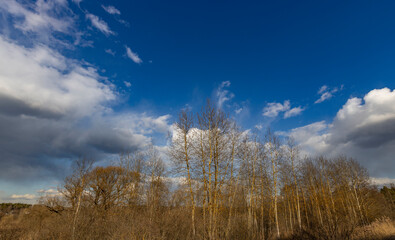 A field of trees with a blue sky in the background