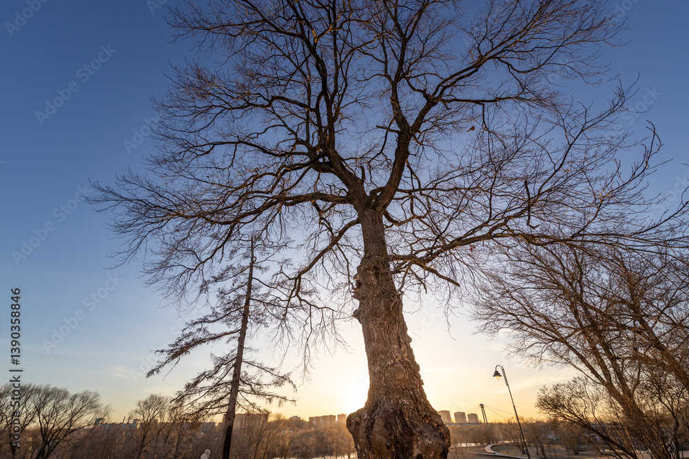 Wall mural a large tree with a trunk that is covered in snow