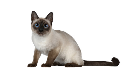 Obraz premium Siamese Cat Sitting with Transparent Background