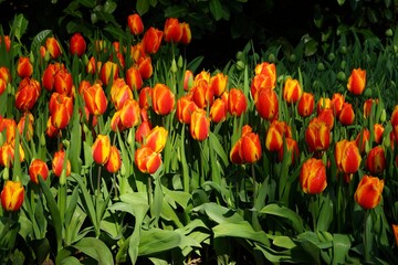 Red and yellow striped tulips part in the sun part in the shade