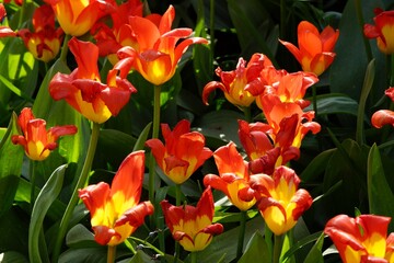 Red and yellow striped tulips in the sun.