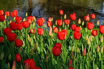 Red tulip flowers with dark water background