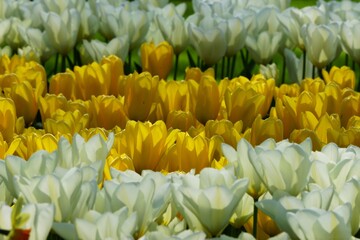 A bunch of yellow tulips among yellow ones