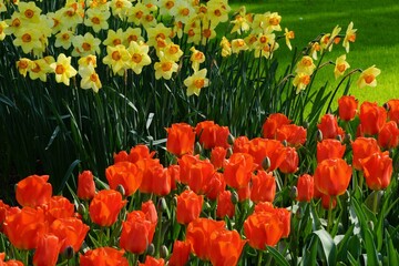 Red Tulips growing next to Yellow daffodils 