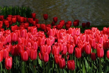 Red Tulip Field