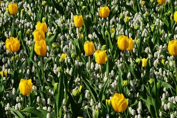 Yellow tulips growing among lily of the valleys