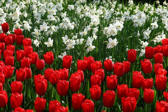 White daffodils and red tulips - Powered by Adobe