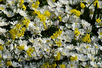 A flower bed with a mix of yellow daffodils and white daisies.