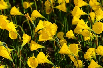 Yellow unusual looking daffodil flowers