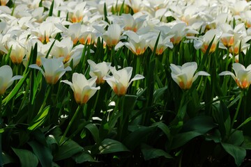 Yellow and white unusual looking tulips