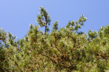 Pine Tree Top Isolated Blue Sky