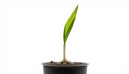 ⁨Photorealistic macro shot, rice seedling (Oryza sativa) against a pure white background. Side view, extreme close-up. The focus is on the delicate green shoot emerging from the grain