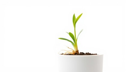 Photorealistic macro photograph, a seedling Triticale wheat-rye hybrid (Triticosecale). Side view, extreme close-up. The seedling is growing from a small, white pot. The roots are visible. Sharp focus