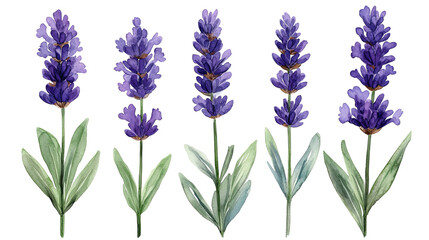 Naklejka premium Five Watercolor Lavender Flowers Botanical Illustration Purple Floral Design Element Natural Herbal Aromatic Plant art image bloom fresh 
