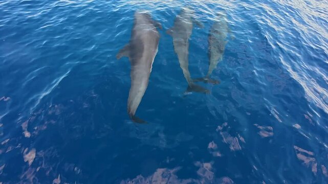 Dolphins Swimming in Vast Blue Ocean near Mauritius
