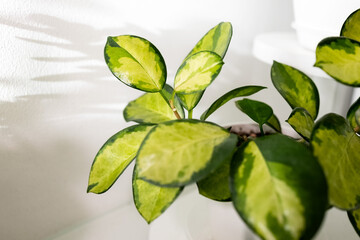 Hoya Lisa Australis on a white background. Photo