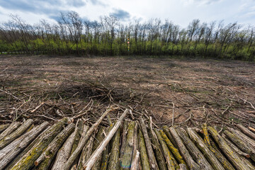 The remains of a cleared area of deforestation with cut and stacked logs. Hungary.