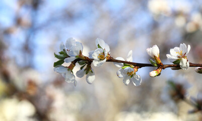 Close-up of a branch with a blooming white cherry with a blurred background in the garden on a sunny spring day. Beautiful cherry blossoms, floral background, spring sky.