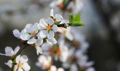 Close-up of a branch with a blooming white cherry with a blurred background in the garden on a sunny spring day. Beautiful cherry blossoms, floral background, spring sky.