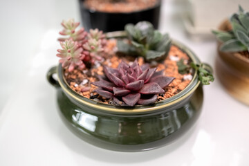 Succulents grow in a common pot. Indoor garden of succulents. Photo