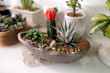 Cactus and succulents in an oval pot. Composition of succulents. Houseplants in the interior. Photo