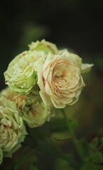 yellow green rose in the garden