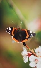 Beautifully butterfly on a branch 