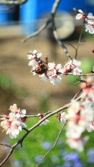 cherry sakura blossom branch