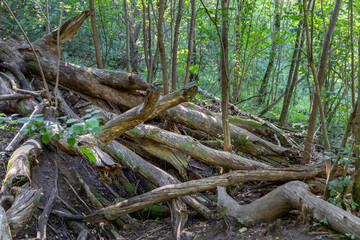 Fallen Tree Trunk in a Serene Forest With Vibrant Green Foliage. Lithuania