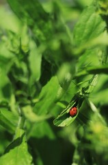 ladybird on a  green leaf
