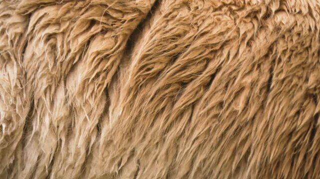 Close-up Lama vicugna fur texture in zoo environment. Vicuna fleece showing soft and detailed pattern in natural light. Camelid coat revealing rich, intricate layers of fibers. Animal hair showcasing