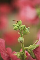 bee on green buds 