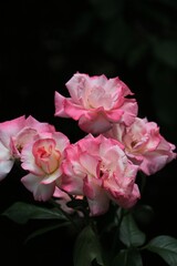 pink rose on black background