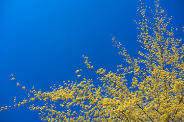 青空と満開のサンシュユ