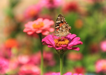 Obraz premium Butterfly and pink zinnia flower in green garden