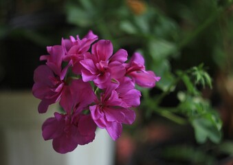 Unusual pink flower on the green background 