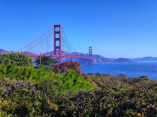 Fototapeta premium Golden Gate Bridge viewed from a lush coastal overlook in San Francisco, California