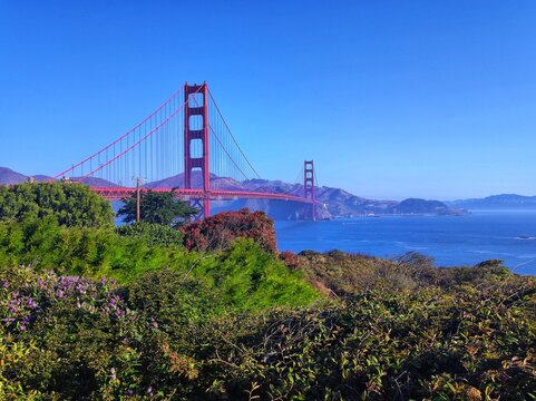 Golden Gate Bridge viewed from a lush coastal overlook in San Francisco, California
