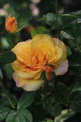 yellow rose in  green garden