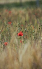 red poppy in the field
