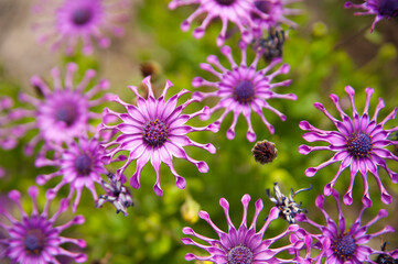 Obraz premium Flores de Osteospermum